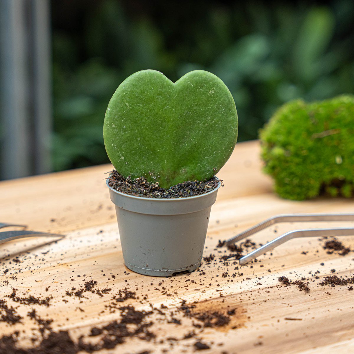 Hoya Kerrii - Herzpflanze - ↑ 10 cm - ⌀ 6 cm
