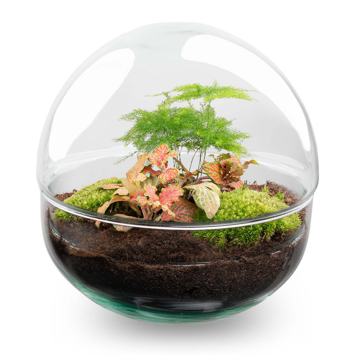 Terrarium-Bausatz – Kuppel Rot – Flaschengarten – ↑ 20 cm