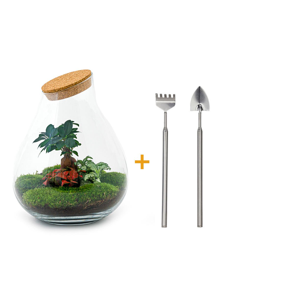 Ökosystempflanze - Drop XXL Bonsai - Pflanzenterrarium - ↑ 43 cm