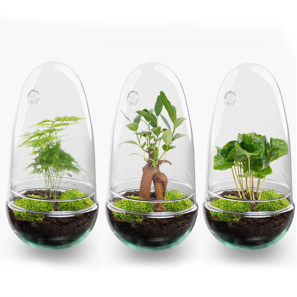 Terrarium-Bausatz – Eierbonsai – Flaschengarten – ↑ 25 cm