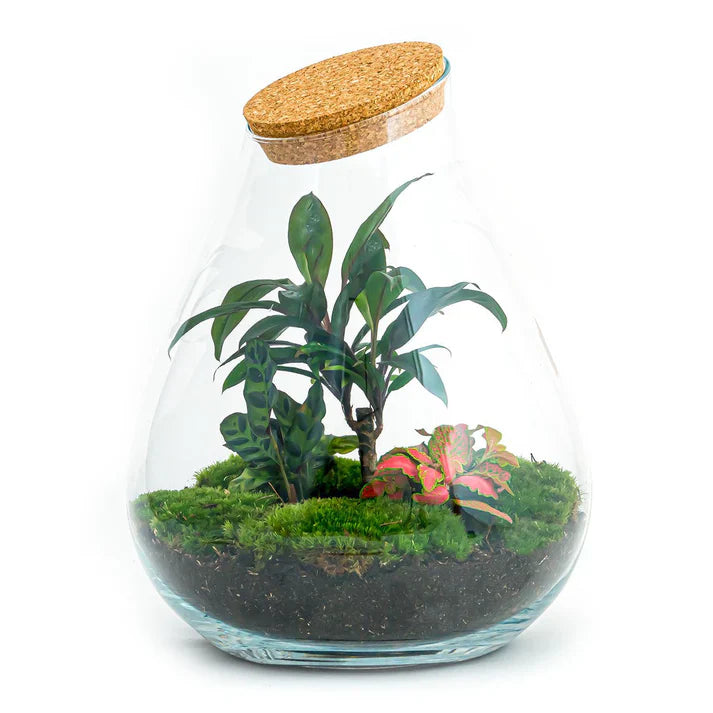 Pflanzenterrarium | Flaschengarten