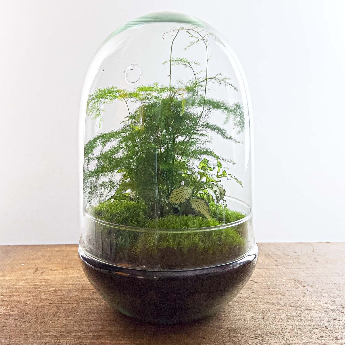 Terrarium-Bausatz – Ei XL – Flaschengarten – ↑ 30 cm