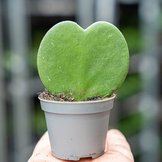 Hoya Kerrii - Herzpflanze - ↑ 10 cm - ⌀ 6 cm