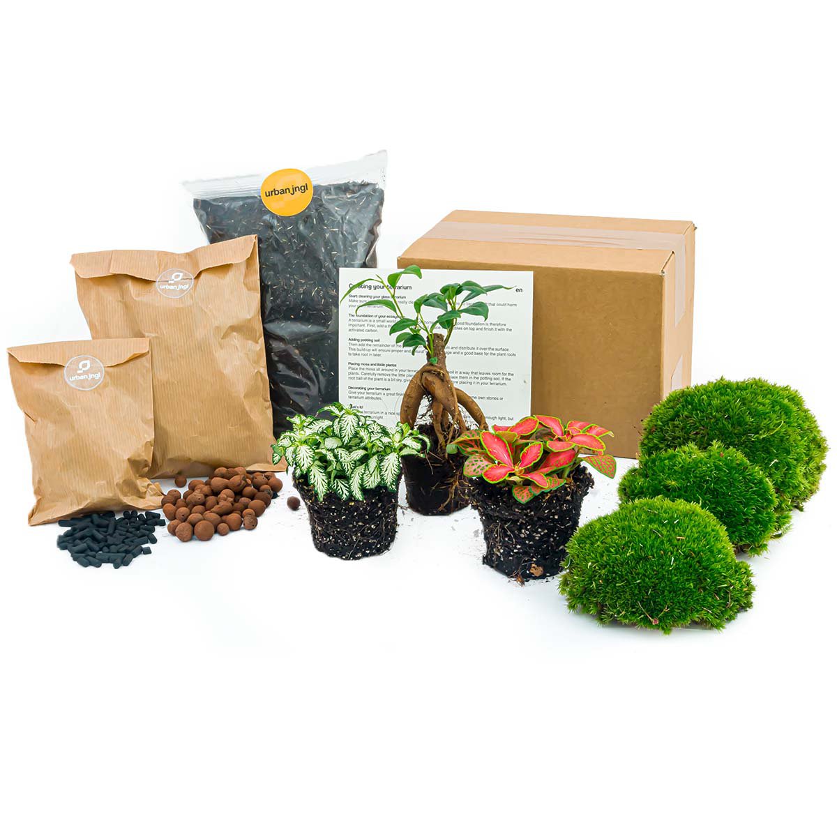 Pflanzen-Terrarium-Paket – Bonsai – 3 Terrarienpflanzen – Nachfüll- und Starter-Paket – DIY-Terrarium-Set
