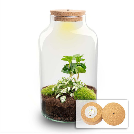 Terrarium-Bausatz – Milchiger Kaffee mit Licht – Flaschengarten – ↑ 31 cm
