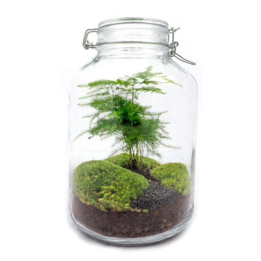 Glas-Terrarium-Set – Spargel – Flaschengarten – ↑ 28 cm