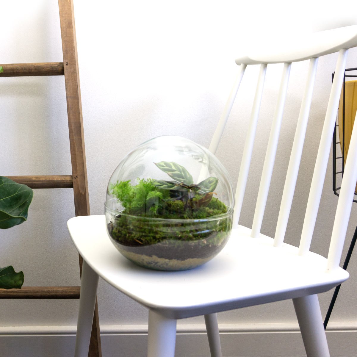 Terrarium-Bausatz – Kuppel – Flaschengarten – ↑ 20 cm