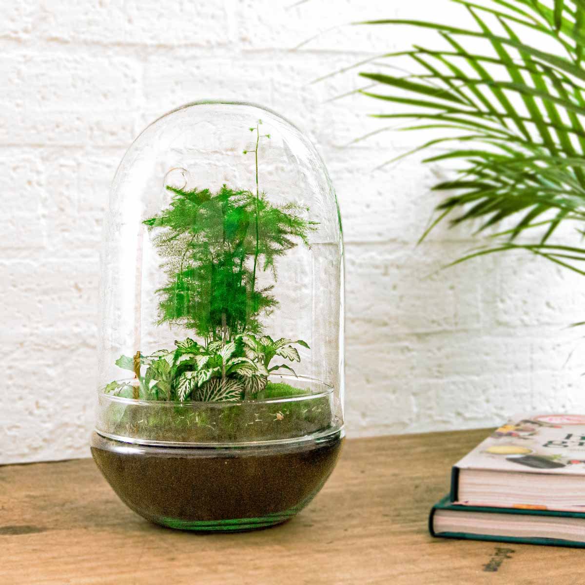 Terrarium-Bausatz – Ei XL – Flaschengarten – ↑ 30 cm