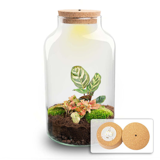 Terrarium-Bausatz – Milchige Calathea mit Licht – Flaschengarten – ↑ 31 cm