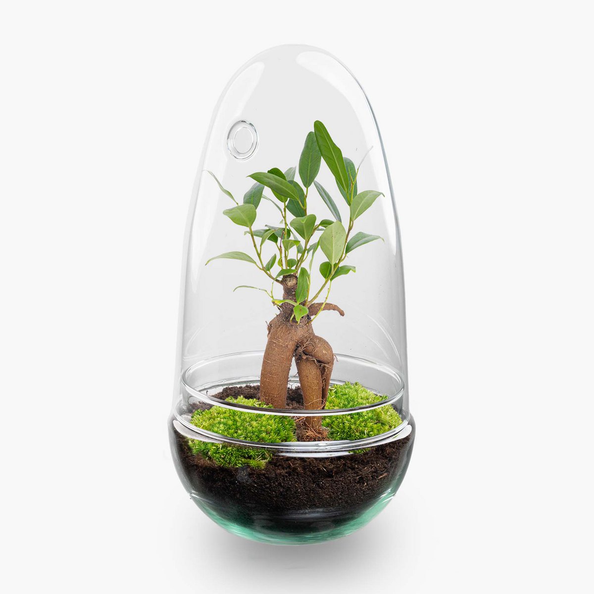 Terrarium-Bausatz – Eierbonsai – Flaschengarten – ↑ 25 cm
