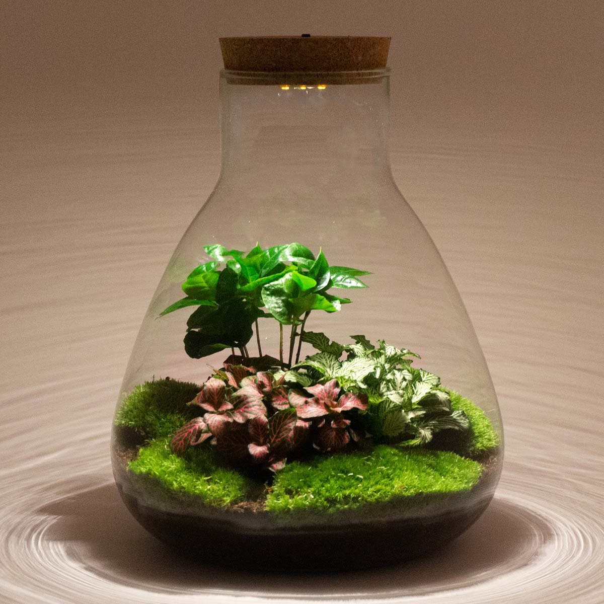 Terrarium-Bausatz – Sam Coffea mit Licht – Flaschengarten – ↑ 30 cm