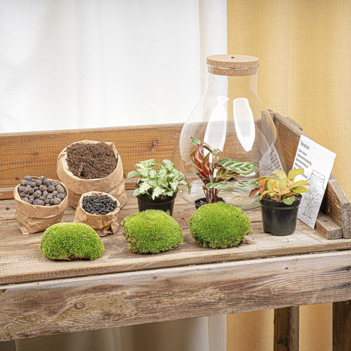 Terrarium-Bausatz – Sam Calathea mit Licht – Flaschengarten – ↑ 30 cm