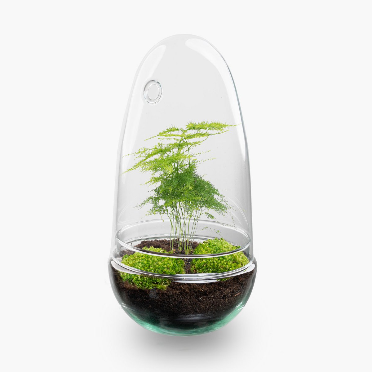 Terrarium-Bausatz – Eierbonsai – Flaschengarten – ↑ 25 cm