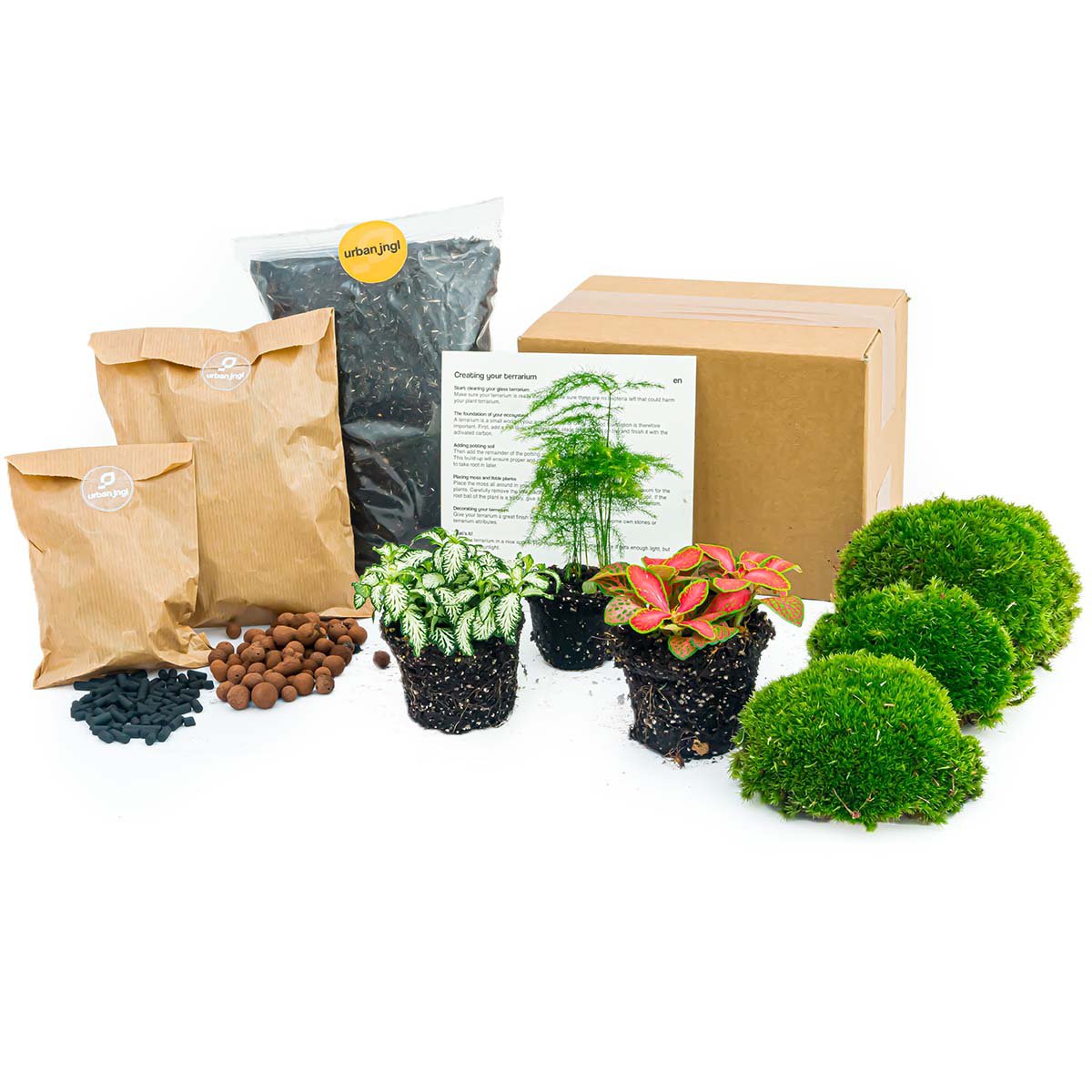 Pflanzen-Terrarium-Paket – Spargel – 3 Terrarienpflanzen – Nachfüll- und Starter-Paket – DIY-Terrarium-Set