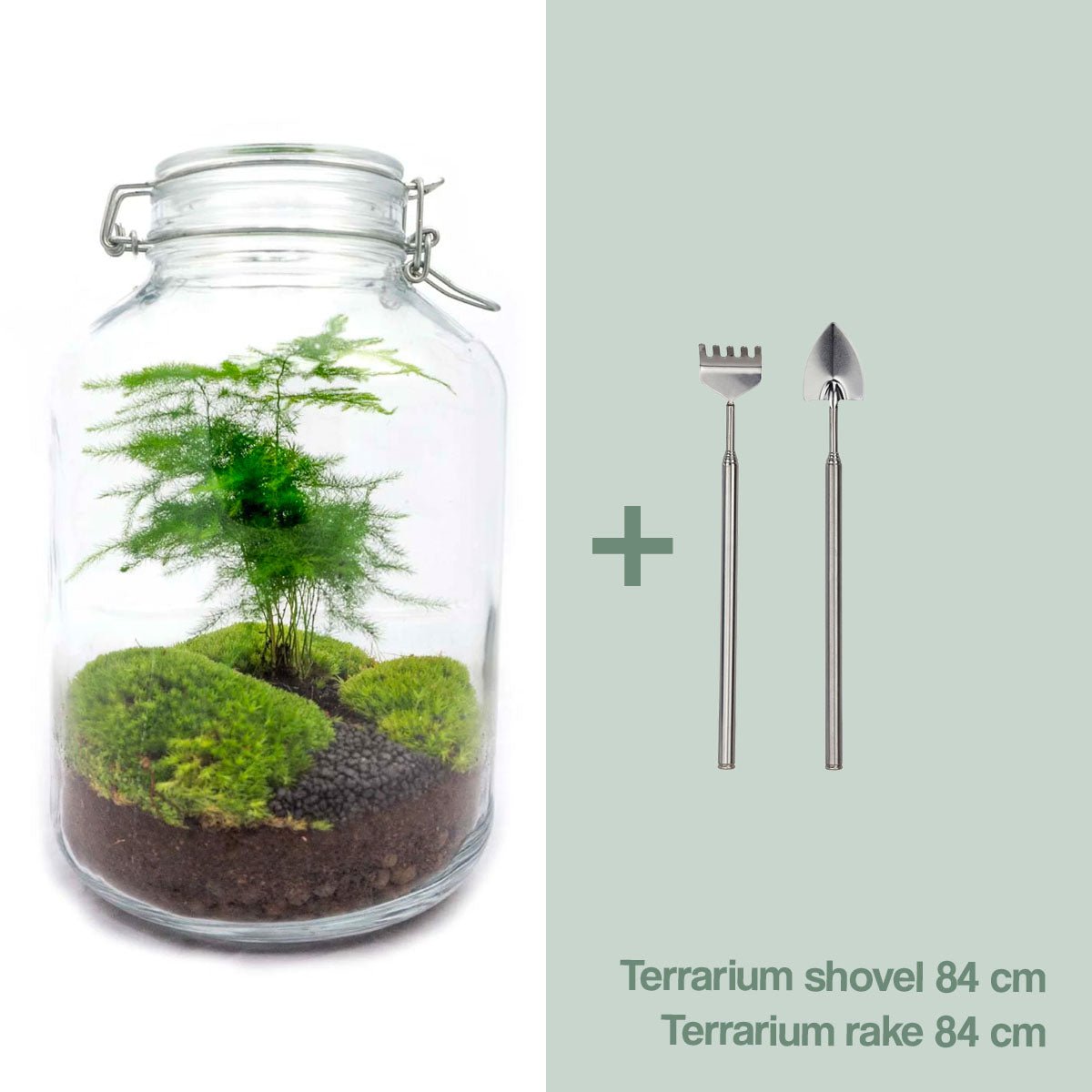 Glas-Terrarium-Set – Spargel – Flaschengarten – ↑ 28 cm