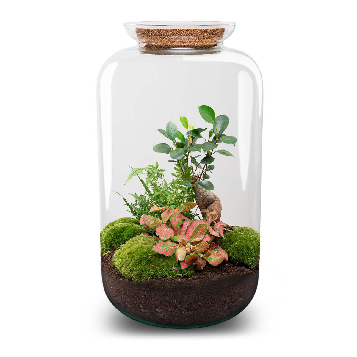 Terrarium-Bausatz – Sven Ginseng Bonsai – Flaschengarten – ↑ 43 cm