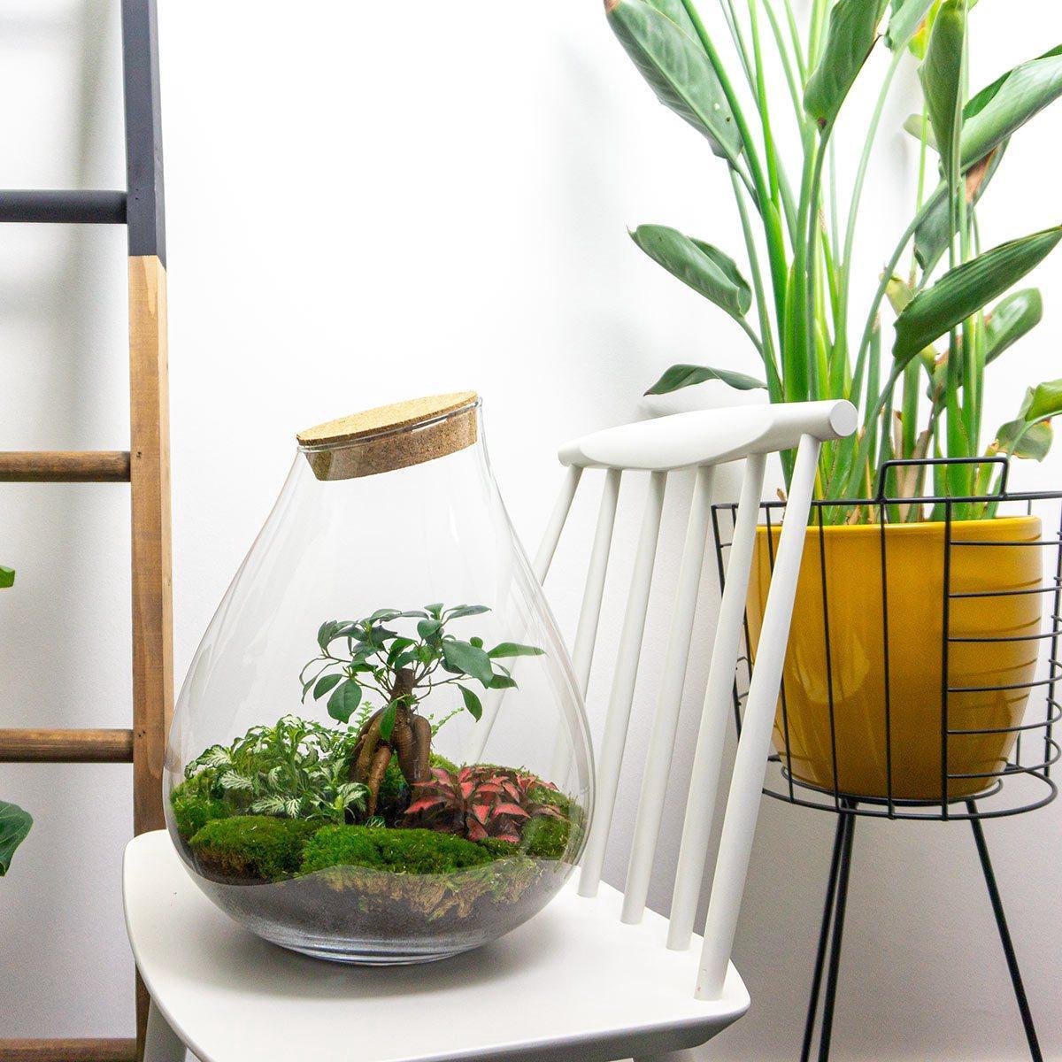 Ökosystempflanze - Drop XXL Bonsai - Pflanzenterrarium - ↑ 43 cm