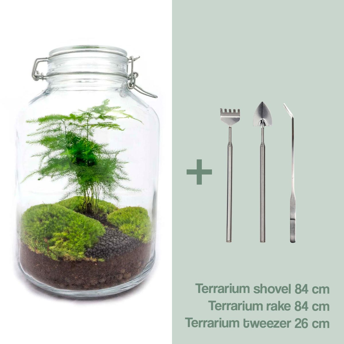 Glas-Terrarium-Set – Spargel – Flaschengarten – ↑ 28 cm