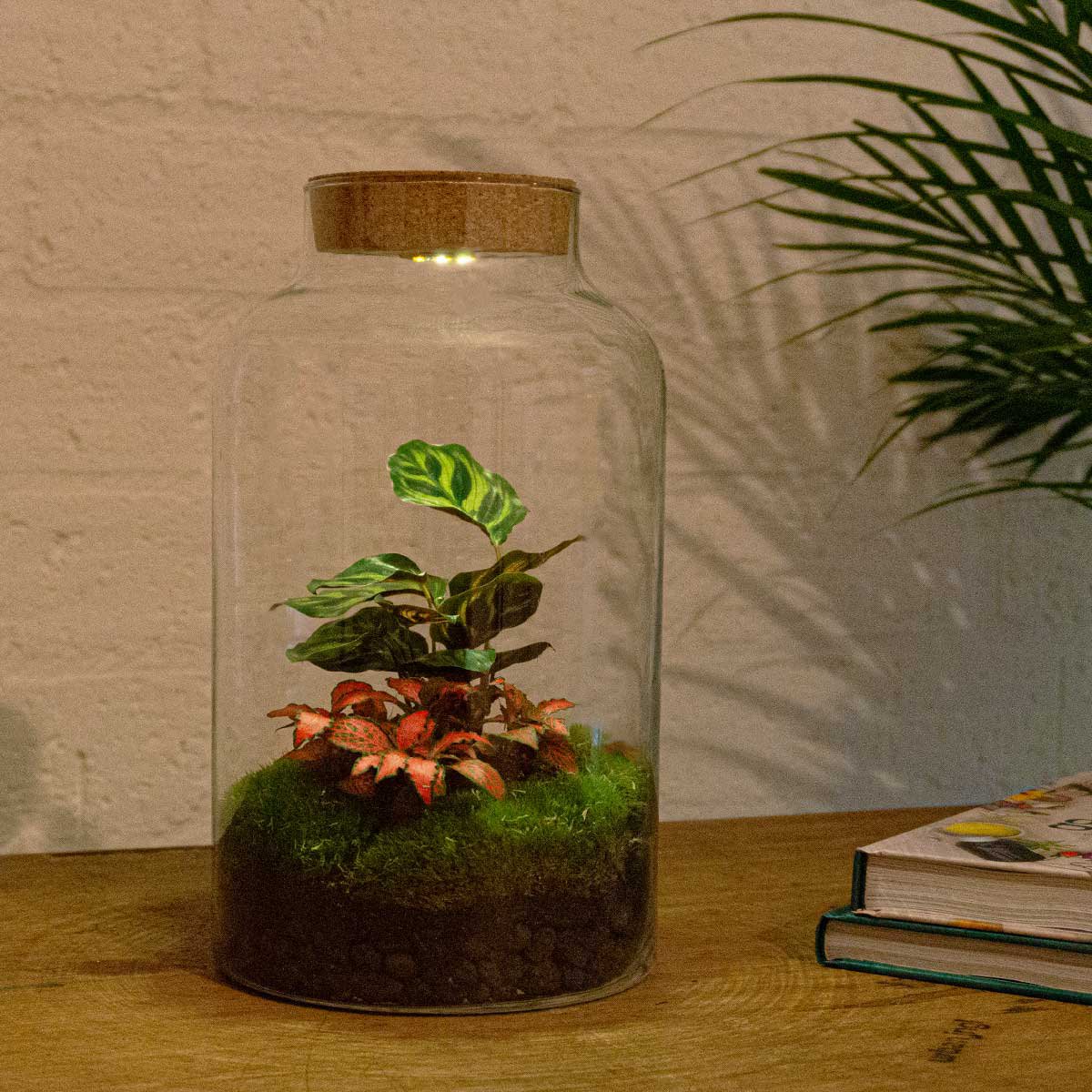 Terrarium-Bausatz – Milchige Calathea mit Licht – Flaschengarten – ↑ 31 cm