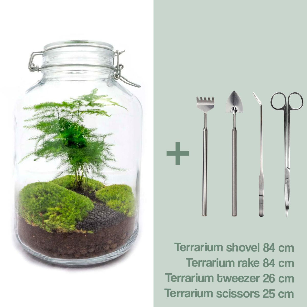 Glas-Terrarium-Set – Spargel – Flaschengarten – ↑ 28 cm