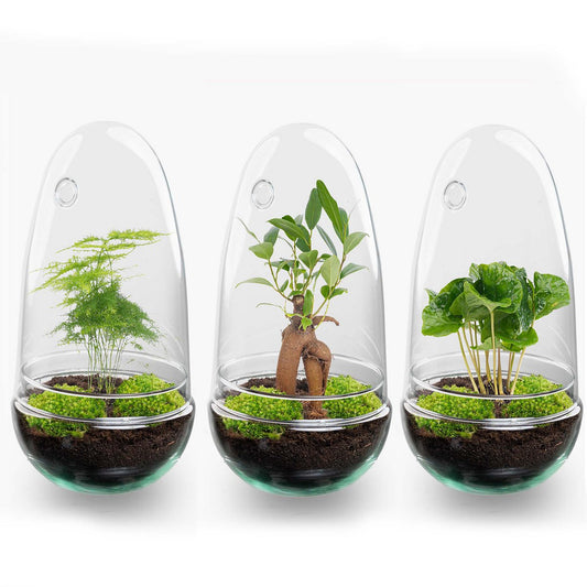 Terrarium-Bausatz – Eierbonsai – Flaschengarten – ↑ 25 cm